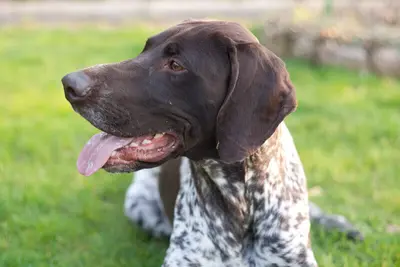 Pies Benek - pacjent przychodni